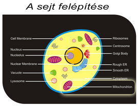 sejt